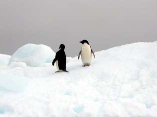 Pingüinos de Adelia - Antártida