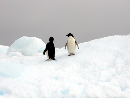 Pingüinos de Adelia - Antártida