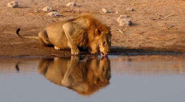 León en aguada - Etosha - Namibia